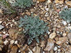 Astragalus calycosus