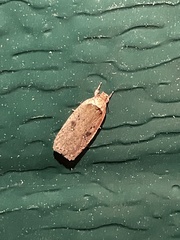 Agonopterix pulvipennella