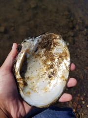 Lasmigona complanata