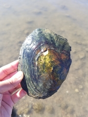 Lasmigona complanata