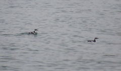 Brachyramphus marmoratus