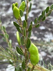 Acacia hispidula