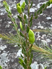 Acacia hispidula