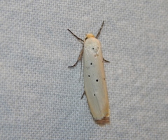 Ethmia rhomboidella