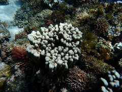 Porites heronensis
