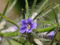 Haplanthodes verticillatus