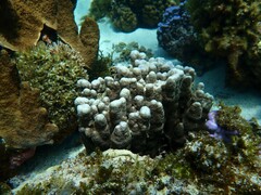 Porites heronensis