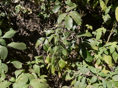 Haplanthodes verticillatus