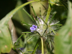 Haplanthodes verticillatus