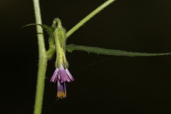 Melanoseris cyanea