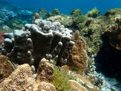 Porites heronensis