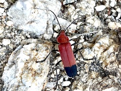 Chauliognathus lecontei