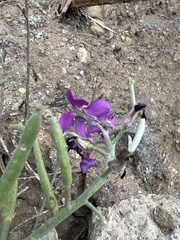 Matthiola incana