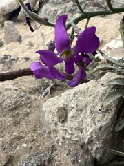 Matthiola incana
