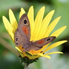 Cassionympha cassius