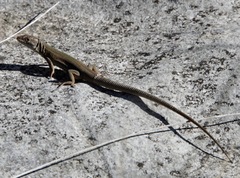 Podarcis melisellensis