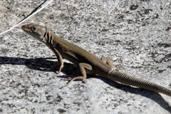 Podarcis melisellensis