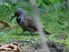 Colaptes auratus luteus × cafer