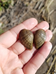 Truncilla donaciformis