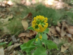 Solidago virgaurea