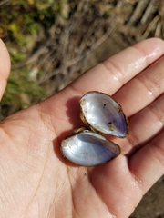 Truncilla donaciformis