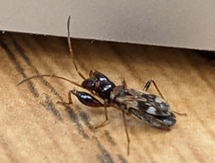 Pseudopamera nitidula