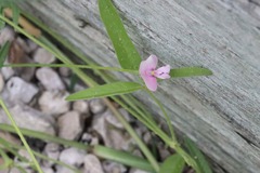 Strophostyles leiosperma