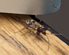 Pseudopamera nitidula