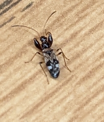 Pseudopamera nitidula