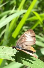Mestra hersilia