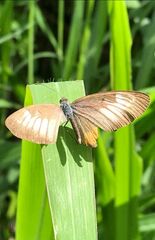 Mestra hersilia