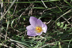 Crocus thomasii