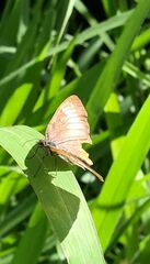 Mestra hersilia