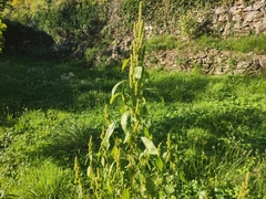 Amaranthus hybridus