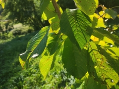 Amaranthus hybridus