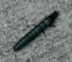 Carabina