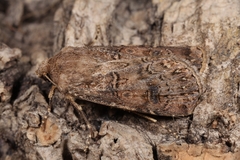 Agrotis bigramma