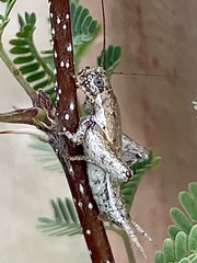 Cycloptilum comprehendens