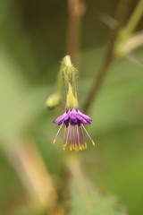 Melanoseris cyanea