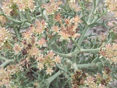 Echinophora spinosa