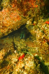 Meuschenia hippocrepis