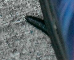 Carabina