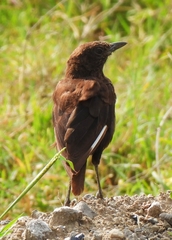 Myrmecocichla aethiops