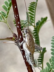 Cycloptilum comprehendens