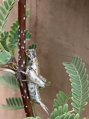 Cycloptilum comprehendens