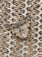 Digrammia colorata