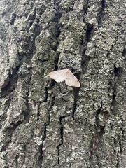 Larerannis orthogrammaria