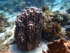 Porites heronensis