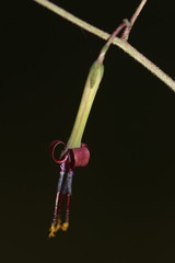 Melanoseris graciliflora