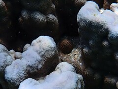 Porites heronensis